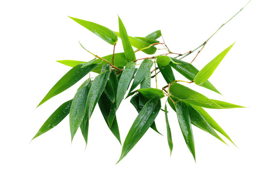 Fototapeta Lush green bamboo leaves, adorned with fresh water droplets, creating a serene and natural aesthetic. Perfect for themes of growth and tranquility. background removed