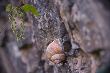 ausruhende Schnecke an einer Mauer