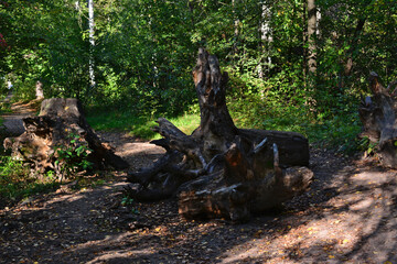 Weathered Tree Stump Sculptures in Forest Setting