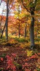 Autumn forest floor ablaze with color