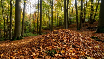 Autumn forest floor covered in fallen leaves