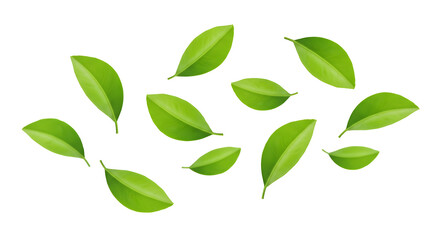 Green citrus leaves falling in the air isolated on white background, fresh natural foliage design element, tropical botanical concept for eco-friendly, organic, health, nature, and herbal product them