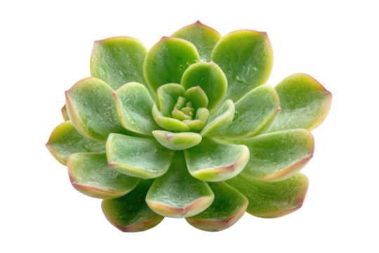 Close-up of a vibrant Echeveria succulent with a natural rosette formation, green leaves, subtle red tips, and tiny water drops. background removed