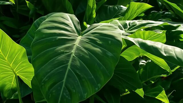 Lush Green Tropical Elephant Ear Plants in Sunlight.