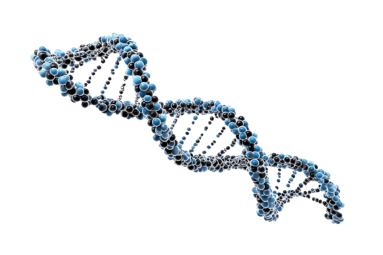 A 3D rendering of a DNA double helix, intricately formed by blue and black spheres, against a stark transparent background. background removed