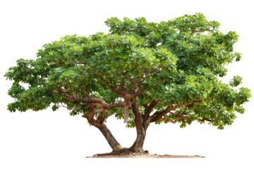 A lush, mature tree with a robust, multi-trunked base and broad, vibrant green leaves, isolated on a solid background, ready for use. background removed