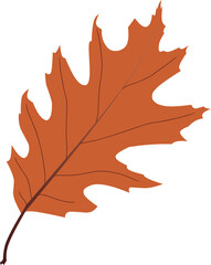 Fototapeta premium vector autumn maple leaf