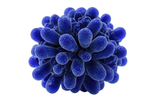 A microscopic blue entity with many textured, club-like projections, resembling a virus or cell, against a solid transparent background. background removed - Powered by Adobe