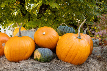 Assorted orange and green pumpkins on dry hay with leafy background. 