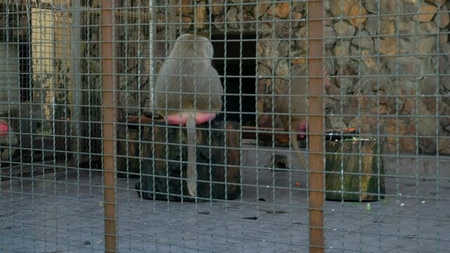 Large male hamadryas baboon sits in a cage back to camera, observing something outside, another monkey walks near. Life of primates in captivity, zoo, nature reserve, wildlife refuge.