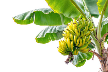 A vibrant bunch of ripening bananas hangs from a healthy banana tree with large green leaves against a transparent background. background removed