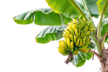 A vibrant bunch of ripening bananas hangs from a healthy banana tree with large green leaves against a transparent background. background removed