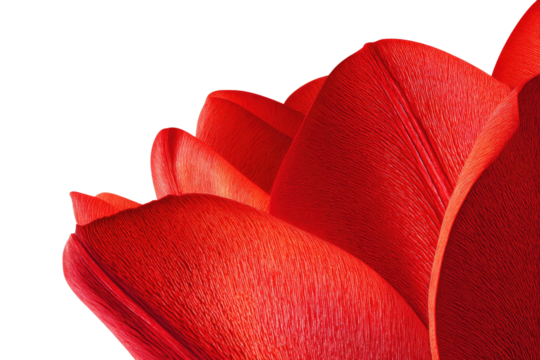 A close-up view reveals the rich texture of bright red flower petals, beautifully contrasted against a dark transparent background, highlighting nature's intricate details. background removed