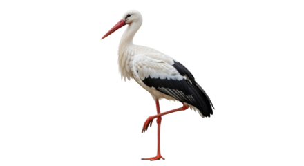 Isolated stork stands on one leg, showing off its long beak and black tipped wings