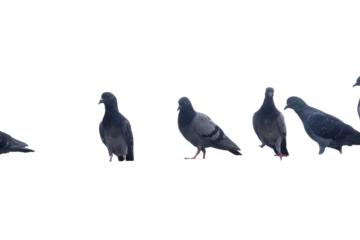 A collection of distinct pigeons in various poses, isolated against a white background.