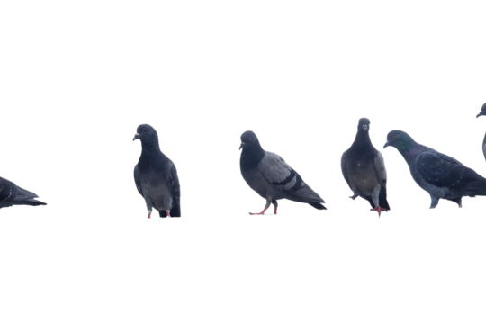 A collection of distinct pigeons in various poses, isolated against a white background.