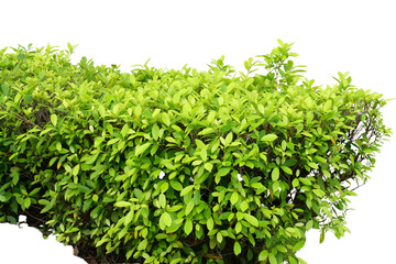 Lush green hedge isolated on white background, perfect for landscaping and design projects.