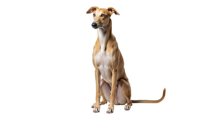 Isolated Smooth-coated Brown Whippet Dog Sitting Quietly, Calm Breed Pet on Plain Backdrop