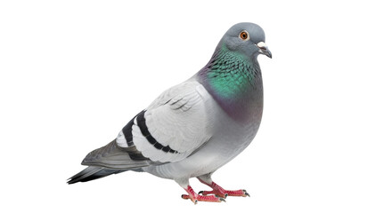 Isolated pigeon in the studio stands gracefully as a colorful, wild bird looks toward the left