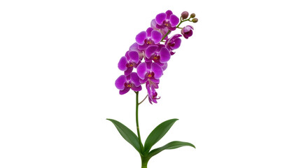 Isolated flowering stem of vibrant purple orchid blooms, on a simple plant with leaves