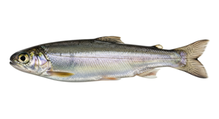Isolated Rainbow Trout, freshwater fish of the Salmonidae family, side view in close up shot