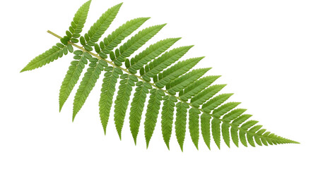Isolated fern frond against pure backdrop, vivid green plant, botanical, foliage leaf closeup