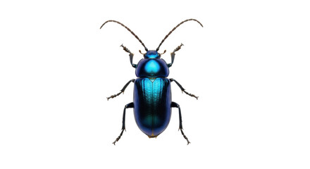 Isolated beetle with iridescent blue-green metallic carapace and segmented antennae, bug close up