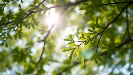 Fototapeta premium Lush green tree branches against a softly blurred sky, bathed in warm natural sunlight.