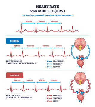 Heart rate variability (HRV) is shown with ECG lines, brain, and heart icons, illustrating high and low HRV states. Outline diagram