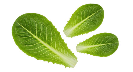 Isolated fresh green romaine lettuce leaves for delicious salads and healthy eating