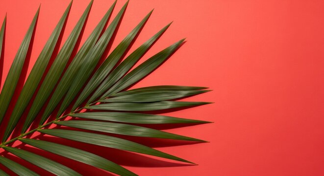 A tropical palm leaf placed diagonally on the left side of the frame with a vibrant coral red background. Minimalist composition with sharp green leaves contrasting against the bold background