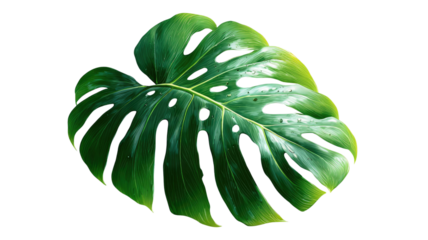 Monstera fresh green leaf tropical plant foliage natural botanical jungle decoration exotic houseplant greenery isolated on white background