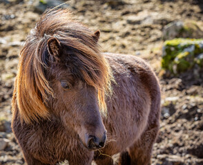 Brown Icelandic Horse
