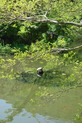 Turtle resting on a rock in a calm, green pond with lily pads and small orange koi fish, framed by...