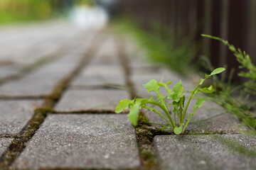 Removing weeds from paving slabs in a garden pathway, showcasing the contrast between greenery and stone, emphasizing outdoor maintenance efforts