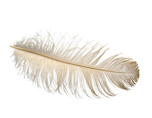 Fototapeta premium Elegant Off-White Ostrich Feather with Golden Dust, Luxury PNG