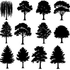 Silhouettes of the Woods