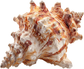 Intricate Natural Seashell Macro Texture with Warm Orange and Cream Tones, Isolated on White PNG set Transparent backround