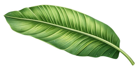Realistic Tropical Banana Leaf Isolated on Transparent Background
Detailed Green Banana Leaf Illustration with Natural Veins and Shading