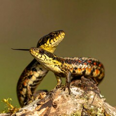 Obraz premium Two snakes on a log