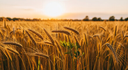 Golden wheat field at sunset with soft light and warm colors
