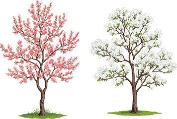 Pink blossom tree, white blossom tree, seasonal contrast, flowering branches, green grass, brown trunk, botanical diversity, spring bloom, realistic illustration, isolated vegetation