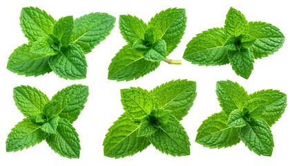 Fresh mint sprigs arranged in a grid pattern