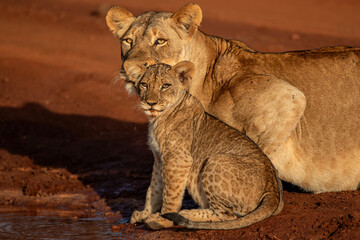 Naklejka premium Lioness drinking and hanging around with her cubs in Zimanga Game Reserve near the city of Mkuze in South Africa