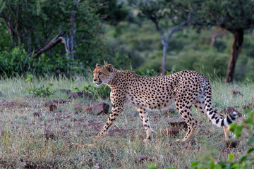 Cheetah (Acinonyx jubatus). A cheetah family of a mother with 5 sub adult cubs was hanging around in aMashatu Game Reserve in the Tuli Block in Botswana   