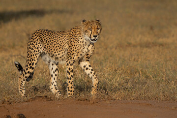 Cheetah (Acinonyx jubatus). A cheetah family of a mother with 5 sub adult cubs was hanging around in aMashatu Game Reserve in the Tuli Block in Botswana   