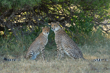 Cheetah (Acinonyx jubatus). A cheetah family of a mother with 5 sub adult cubs was hanging around in aMashatu Game Reserve in the Tuli Block in Botswana   