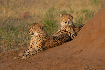 Cheetah (Acinonyx jubatus). A cheetah family of a mother with 5 sub adult cubs was hanging around in aMashatu Game Reserve in the Tuli Block in Botswana   
