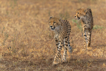 Cheetah (Acinonyx jubatus). A cheetah family of a mother with 5 sub adult cubs was hanging around in aMashatu Game Reserve in the Tuli Block in Botswana   