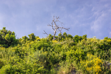 Withered tree on a green hill in Budva, Montenegro